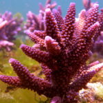 live coral from indonesia