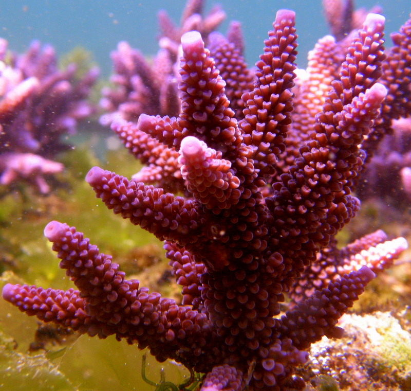 live coral from indonesia