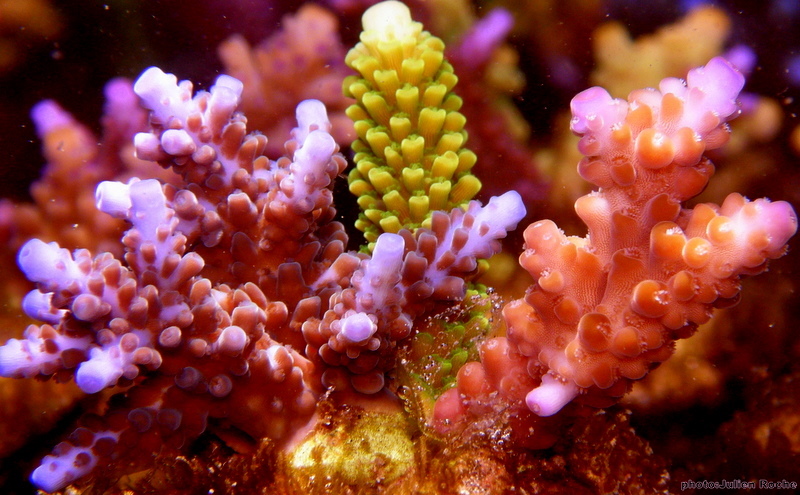 Bright Colorful Coral from Ocean Based Coral Farming