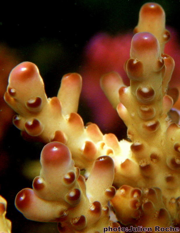 The animal that grows Ocean gardens