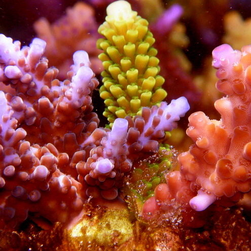 Bright Colorful Coral from Ocean Based Coral Farming